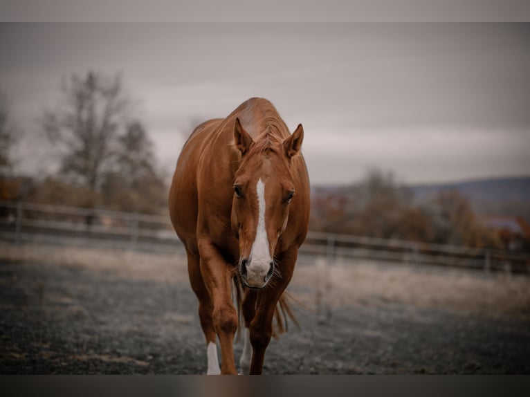 American Quarter Horse Ruin 14 Jaar 157 cm Vos in Karlsbad