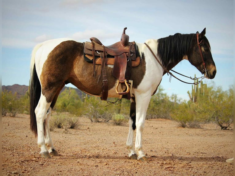 American Quarter Horse Ruin 14 Jaar 160 cm Buckskin in Marana