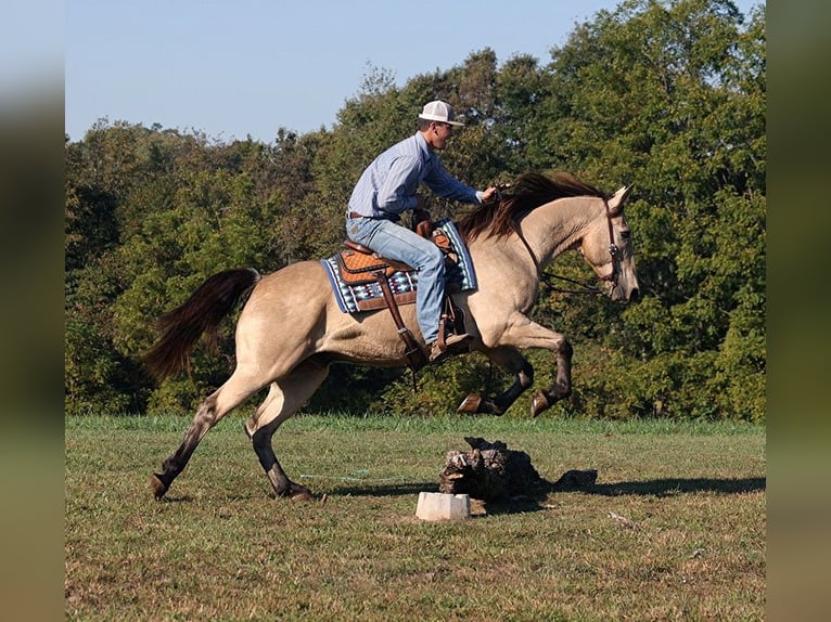 American Quarter Horse Ruin 14 Jaar 160 cm Buckskin in Somerset, Ky