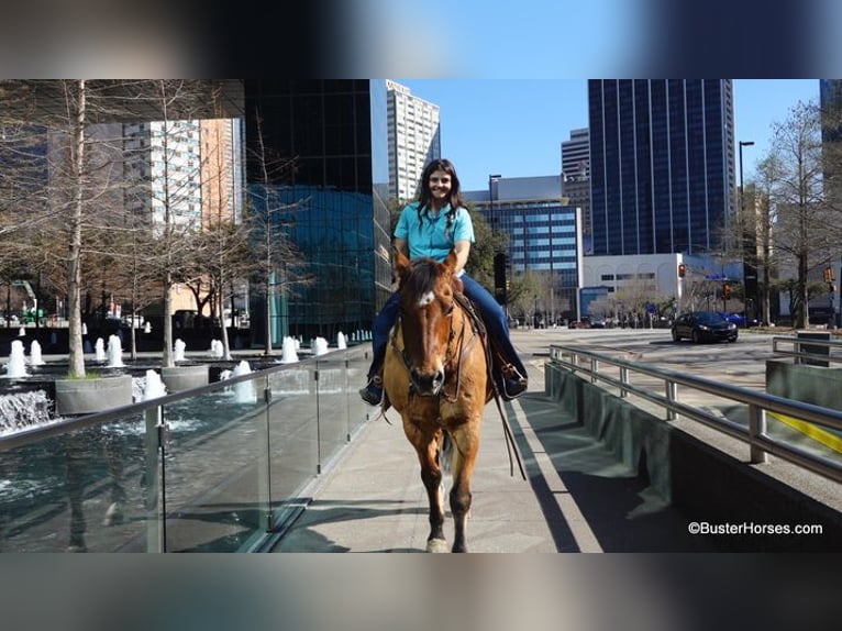 American Quarter Horse Ruin 14 Jaar 160 cm Buckskin in Weatherford TX