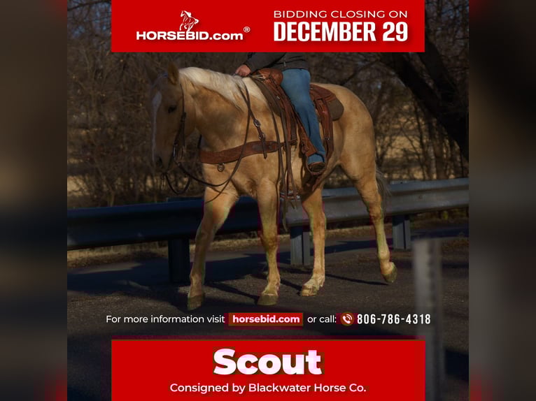 American Quarter Horse Ruin 14 Jaar 160 cm Palomino in Canyon