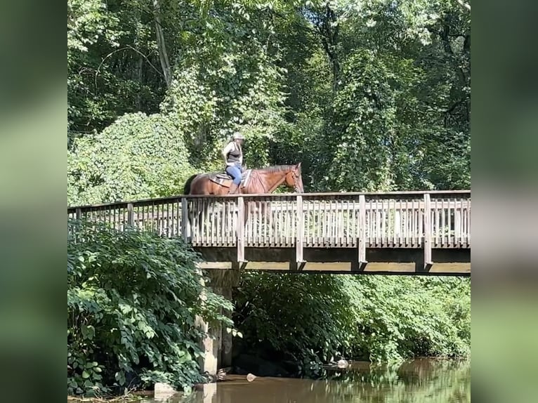 American Quarter Horse Ruin 14 Jaar 160 cm Roan-Bay in Granby, CT