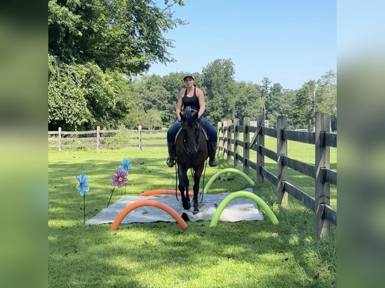 American Quarter Horse Ruin 14 Jaar 160 cm Roan-Bay in Granby, CT