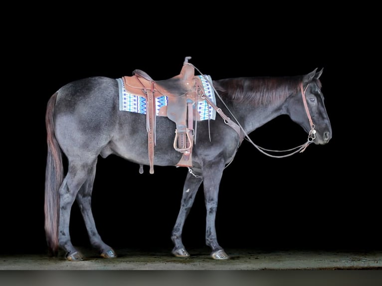 American Quarter Horse Ruin 14 Jaar 160 cm Roan-Blue in Clarion