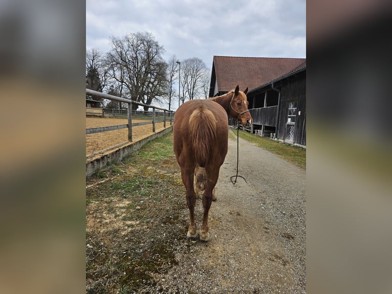 American Quarter Horse Ruin 14 Jaar 161 cm Vos in Oberhaching