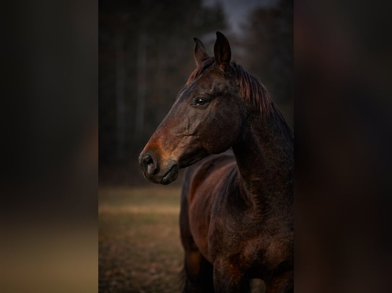 American Quarter Horse Ruin 14 Jaar 163 cm Donkerbruin in Four Oaks