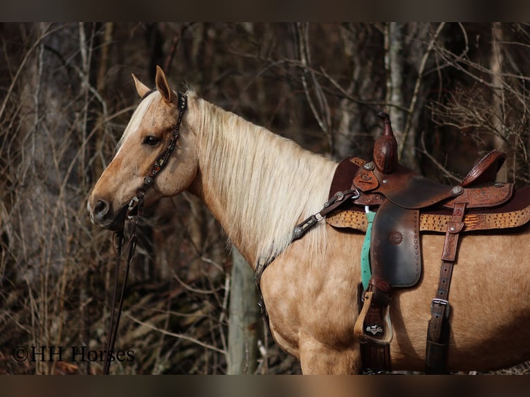 American Quarter Horse Ruin 14 Jaar 163 cm Palomino in Flemingsburg KY