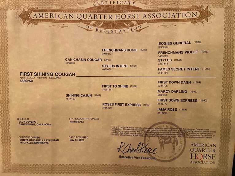 American Quarter Horse Ruin 14 Jaar 163 cm Palomino in Flemingsburg KY