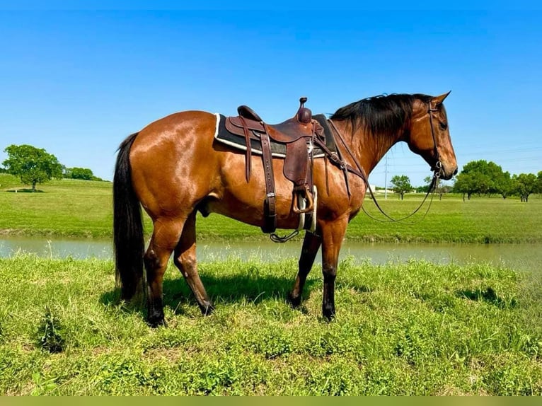 American Quarter Horse Ruin 14 Jaar 163 cm Roodbruin in Weatherford TX