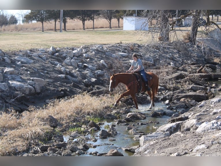 American Quarter Horse Ruin 14 Jaar 163 cm Roodvos in Atlanta