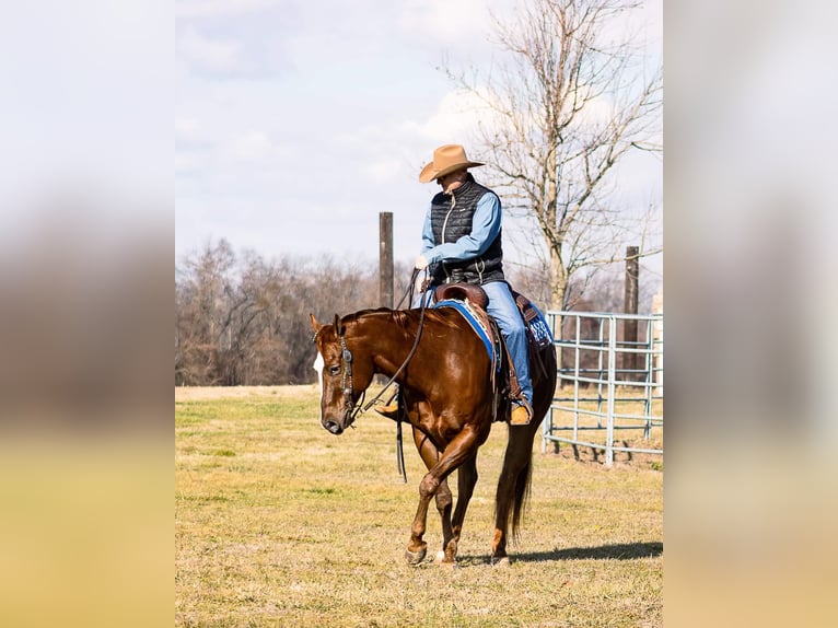 American Quarter Horse Ruin 14 Jaar 163 cm Roodvos in Mountain Grove MO