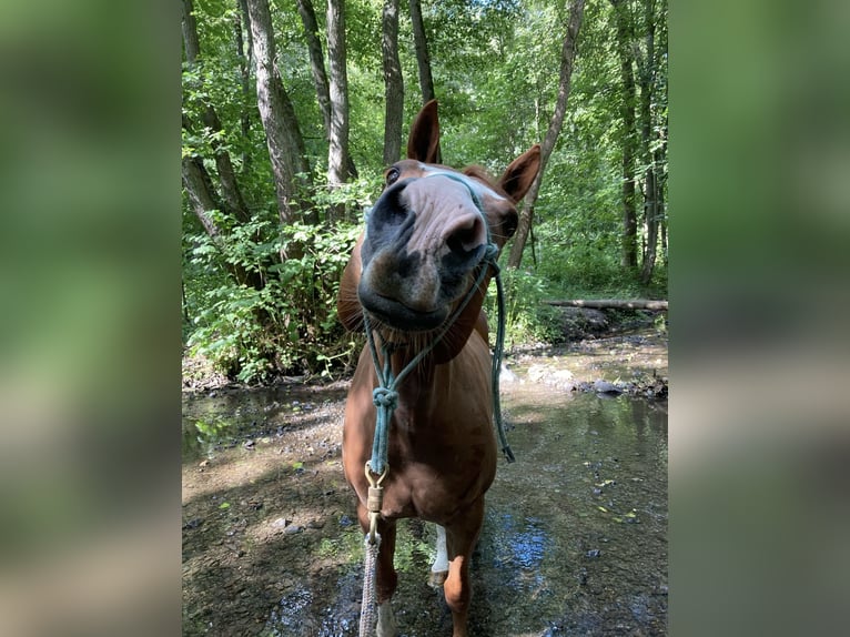 American Quarter Horse Ruin 14 Jaar 163 cm Vos in Balen