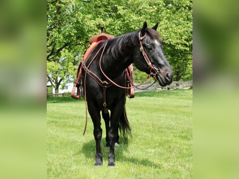 American Quarter Horse Mix Ruin 14 Jaar 163 cm Zwart in Allentown, NJ