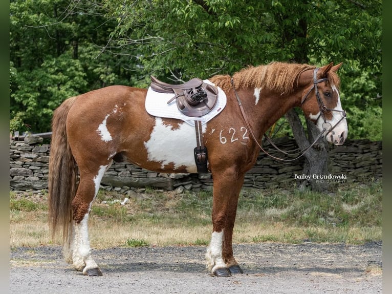 American Quarter Horse Ruin 14 Jaar 165 cm Overo-alle-kleuren in Everett PA