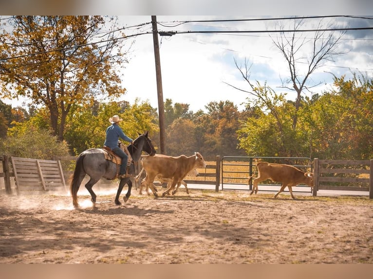 American Quarter Horse Ruin 14 Jaar 165 cm Roan-Blue in Middletown OH