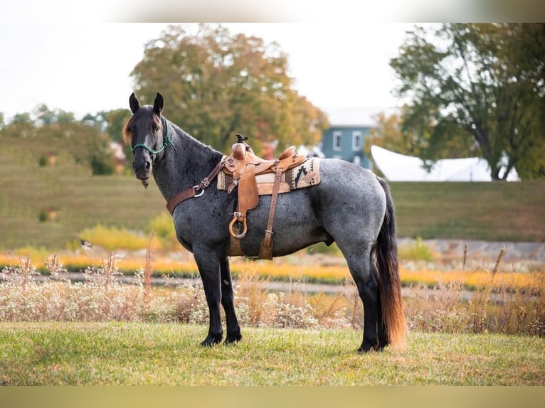 American Quarter Horse Ruin 14 Jaar 165 cm Roan-Blue in Middletown OH