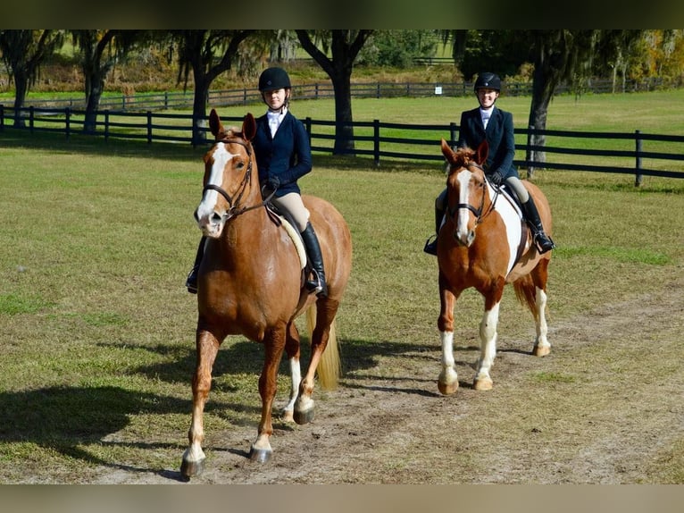 American Quarter Horse Ruin 14 Jaar 168 cm Donkere-vos in Ocala FL