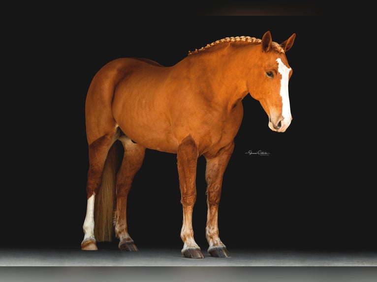 American Quarter Horse Ruin 14 Jaar 168 cm Donkere-vos in Ocala FL