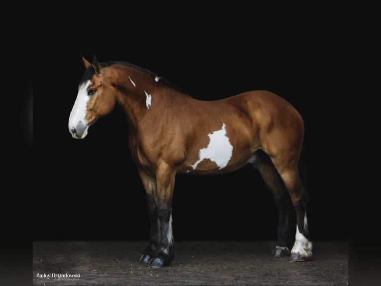 American Quarter Horse Ruin 14 Jaar 168 cm Overo-alle-kleuren in Everett PA