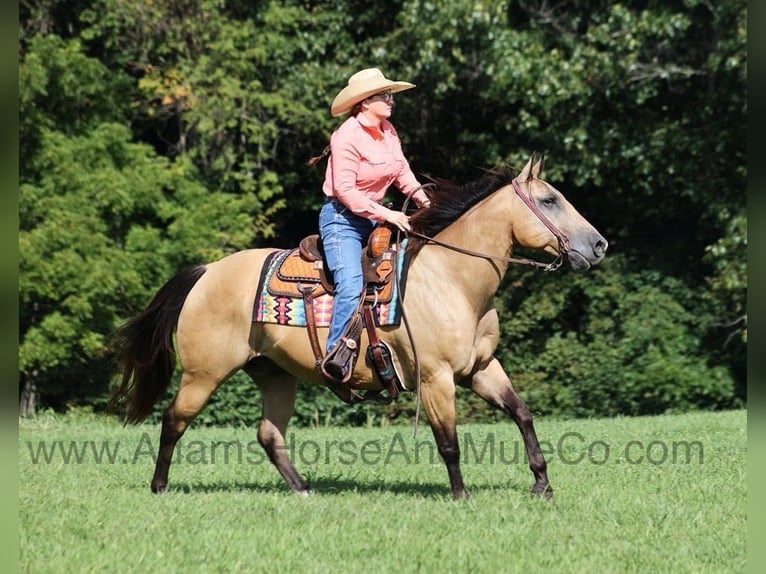 American Quarter Horse Ruin 14 Jaar Buckskin in Mount Vernon