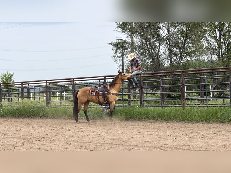 American Quarter Horse Ruin 14 Jaar Buckskin in Cannon Falls
