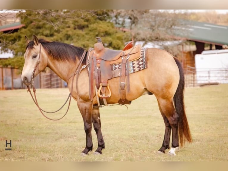 American Quarter Horse Ruin 14 Jaar Buckskin in Joshua, TX