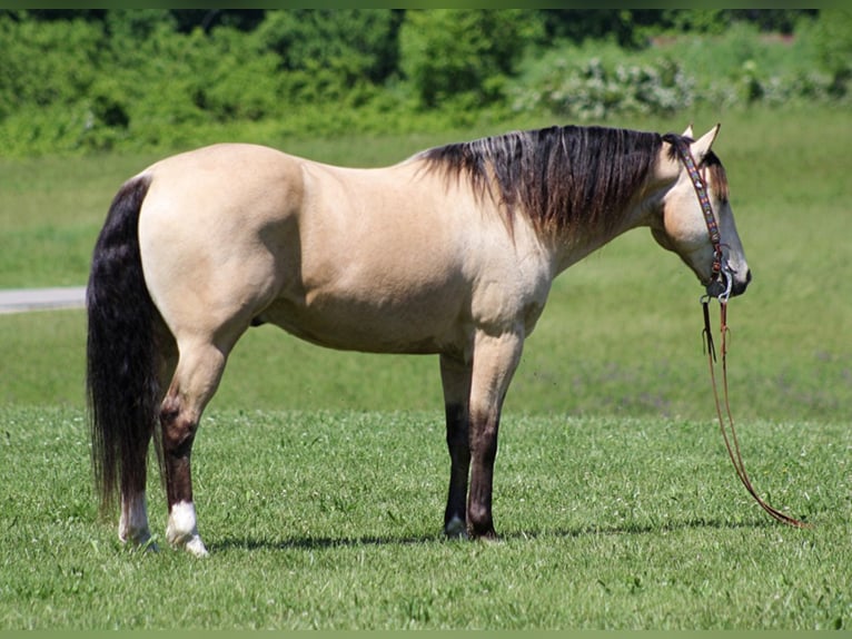 American Quarter Horse Ruin 14 Jaar Buckskin in Mount Vernon KY