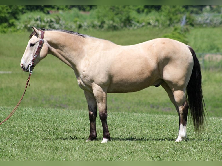 American Quarter Horse Ruin 14 Jaar Buckskin in Mount Vernon KY