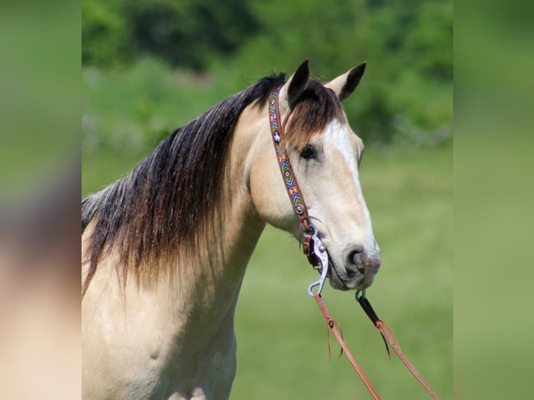 American Quarter Horse Ruin 14 Jaar Buckskin in Mount Vernon KY