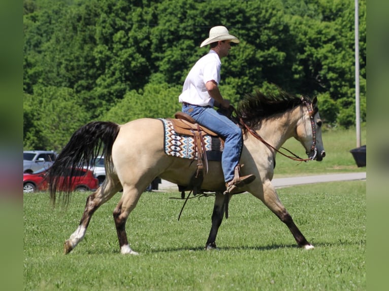 American Quarter Horse Ruin 14 Jaar Buckskin in Mount Vernon KY