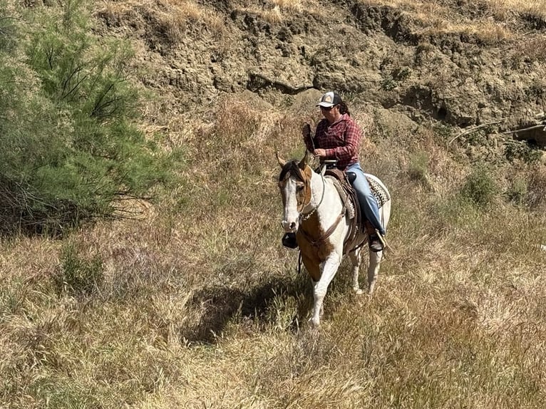 American Quarter Horse Ruin 14 Jaar Buckskin in Paicines CA