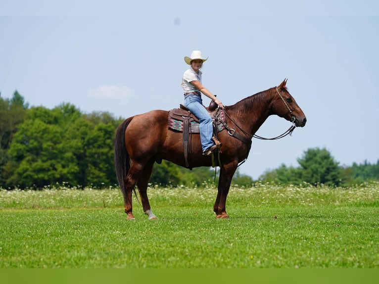 American Quarter Horse Ruin 14 Jaar Donkere-vos in Clarion