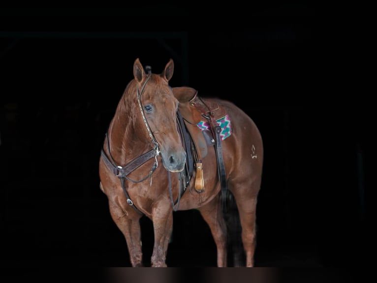 American Quarter Horse Ruin 14 Jaar Donkere-vos in Clarion