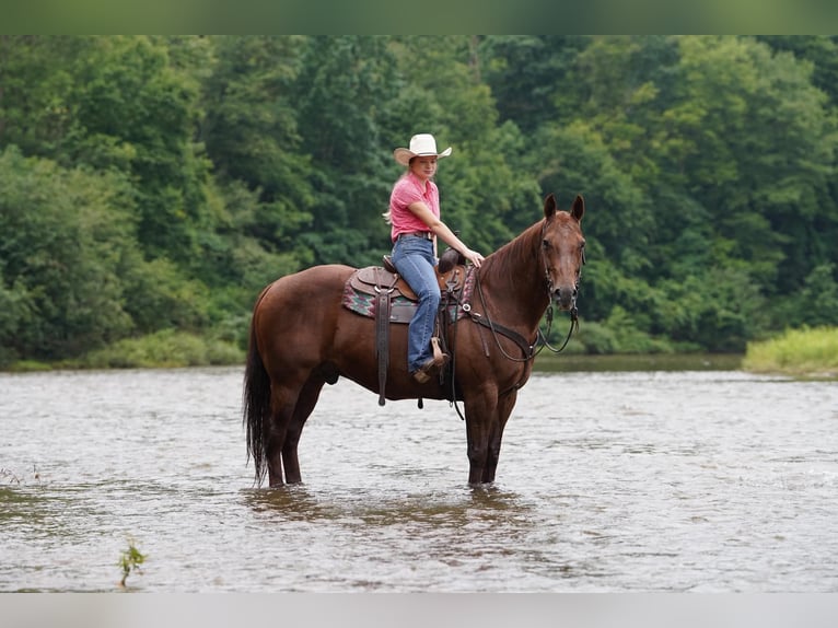 American Quarter Horse Ruin 14 Jaar Donkere-vos in Clarion
