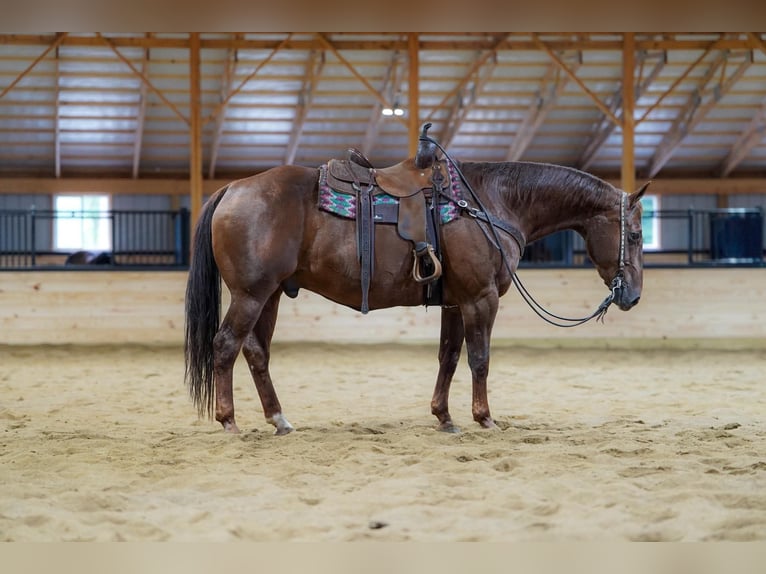 American Quarter Horse Ruin 14 Jaar Donkere-vos in Clarion
