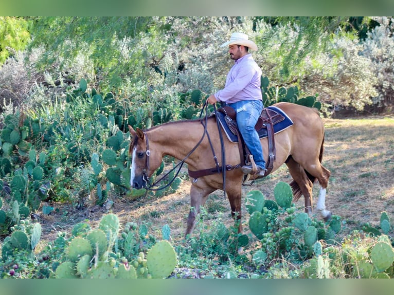 American Quarter Horse Ruin 14 Jaar Falbe in Stephenville TX