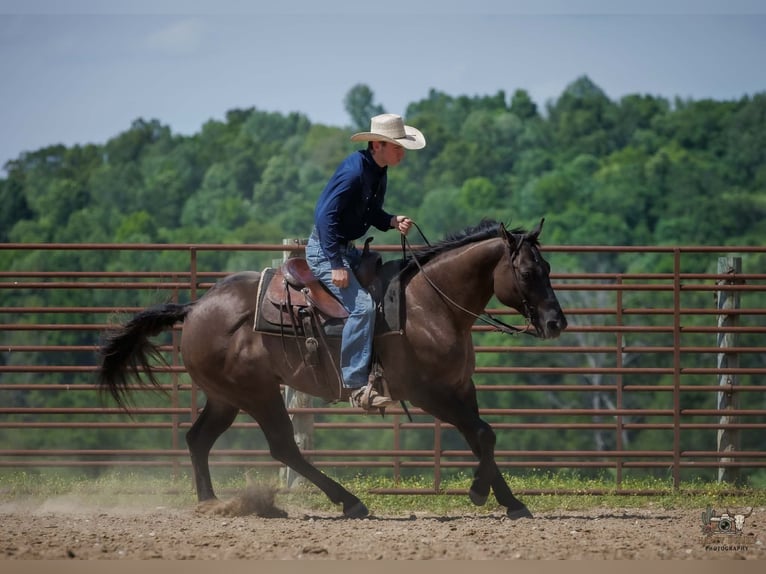American Quarter Horse Ruin 14 Jaar Grullo in Auburn