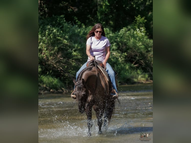 American Quarter Horse Ruin 14 Jaar Grullo in Auburn