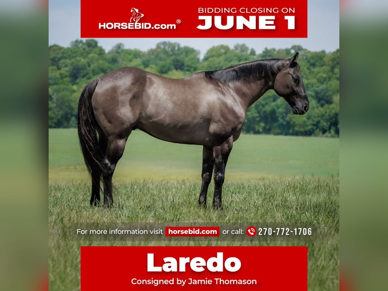American Quarter Horse Ruin 14 Jaar Grullo in Auburn