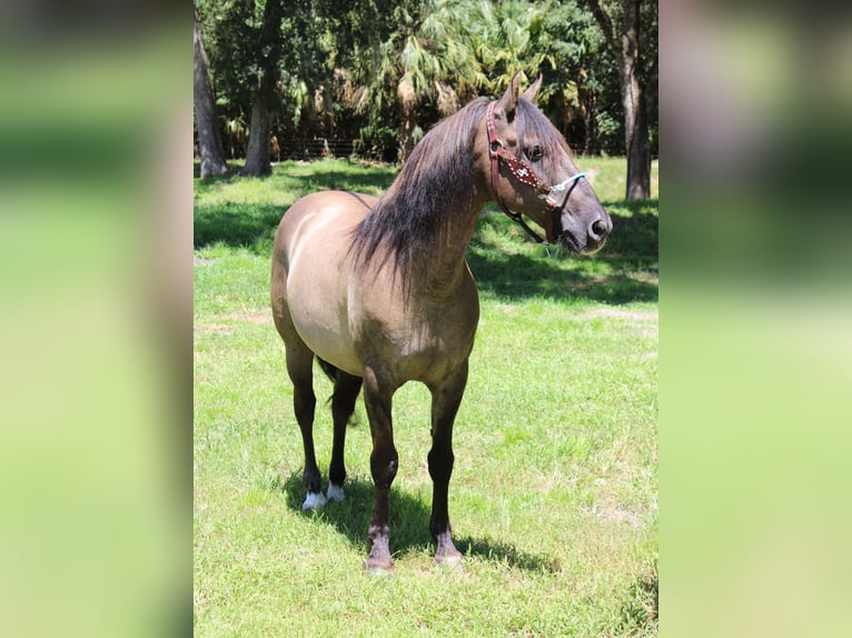 American Quarter Horse Ruin 14 Jaar Grullo in Brooksville
