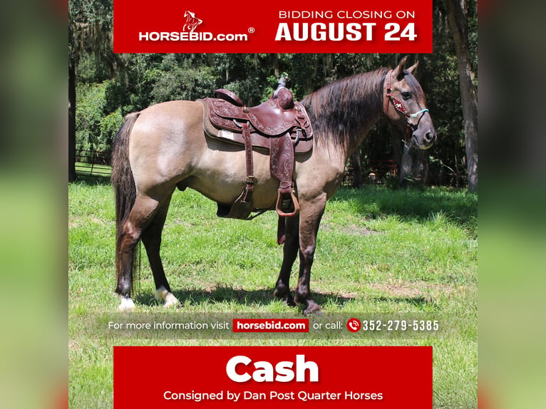 American Quarter Horse Ruin 14 Jaar Grullo in Brooksville