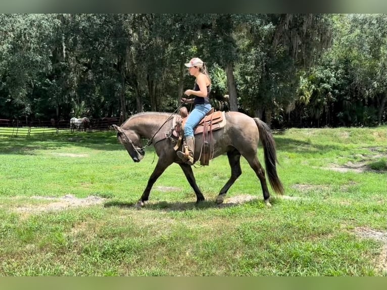 American Quarter Horse Ruin 14 Jaar Grullo in Brooksville