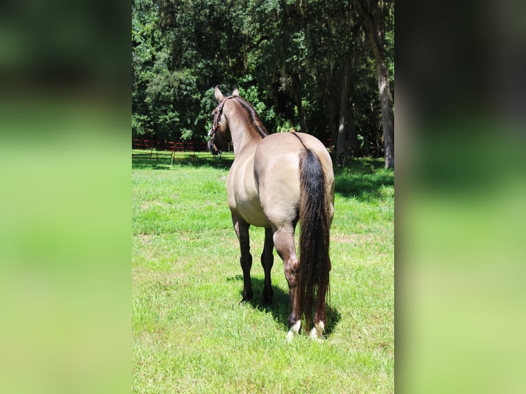 American Quarter Horse Ruin 14 Jaar Grullo in Brooksville