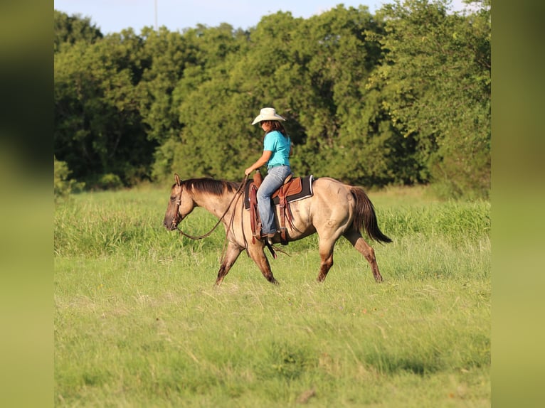American Quarter Horse Ruin 14 Jaar Grullo in Stephenville TX
