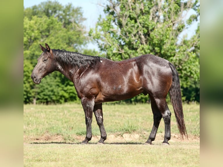 American Quarter Horse Mix Ruin 14 Jaar Roan-Blue in Athens