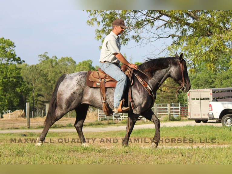 American Quarter Horse Ruin 14 Jaar Roan-Blue in Cherryville NC