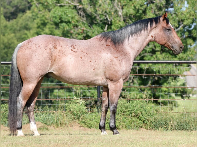 American Quarter Horse Ruin 14 Jaar Roan-Red in Canton TX