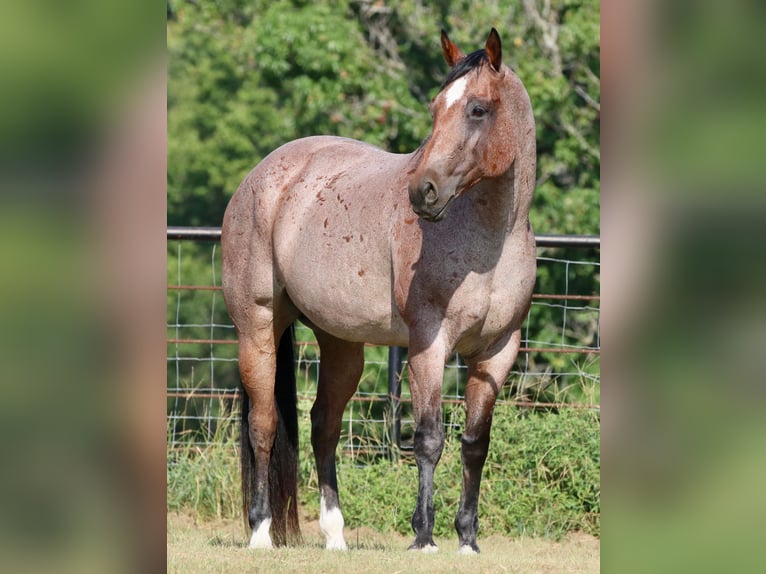 American Quarter Horse Ruin 14 Jaar Roan-Red in Canton TX