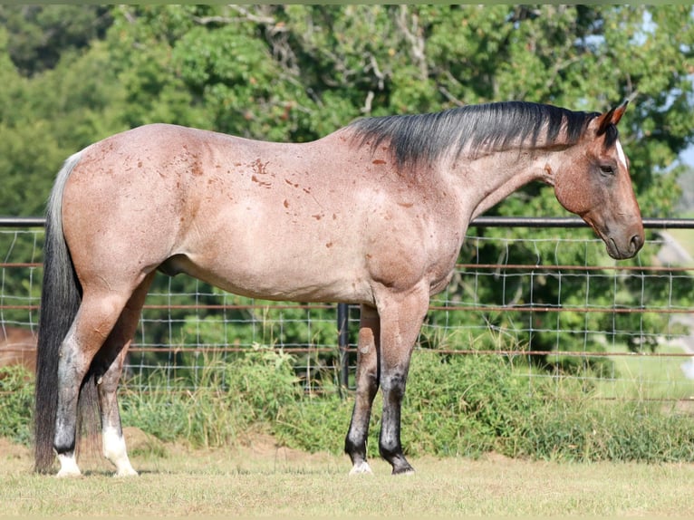 American Quarter Horse Ruin 14 Jaar Roan-Red in Canton TX