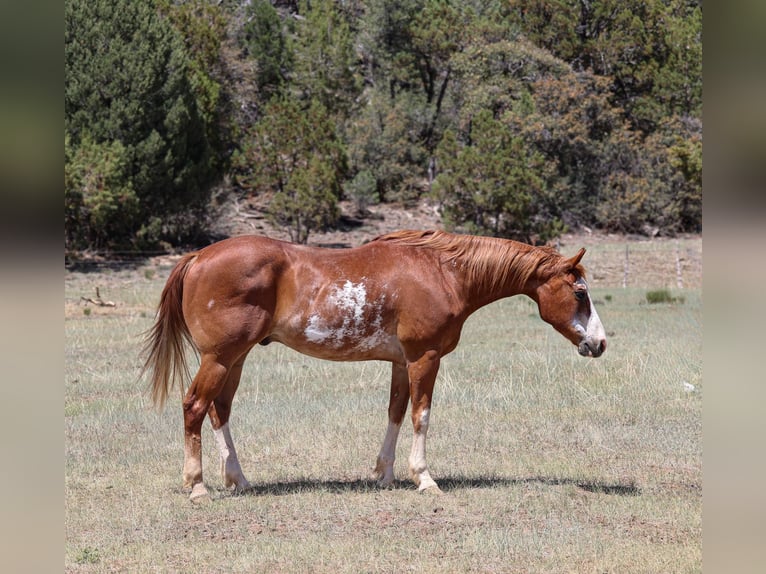 American Quarter Horse Ruin 14 Jaar Roan-Red in Cottonwood AZ